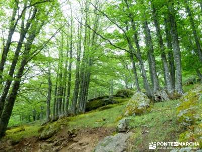 Castañar de El Tiemblo; senderismo semana santa; viajes de senderismo;batuecas sierra de francia